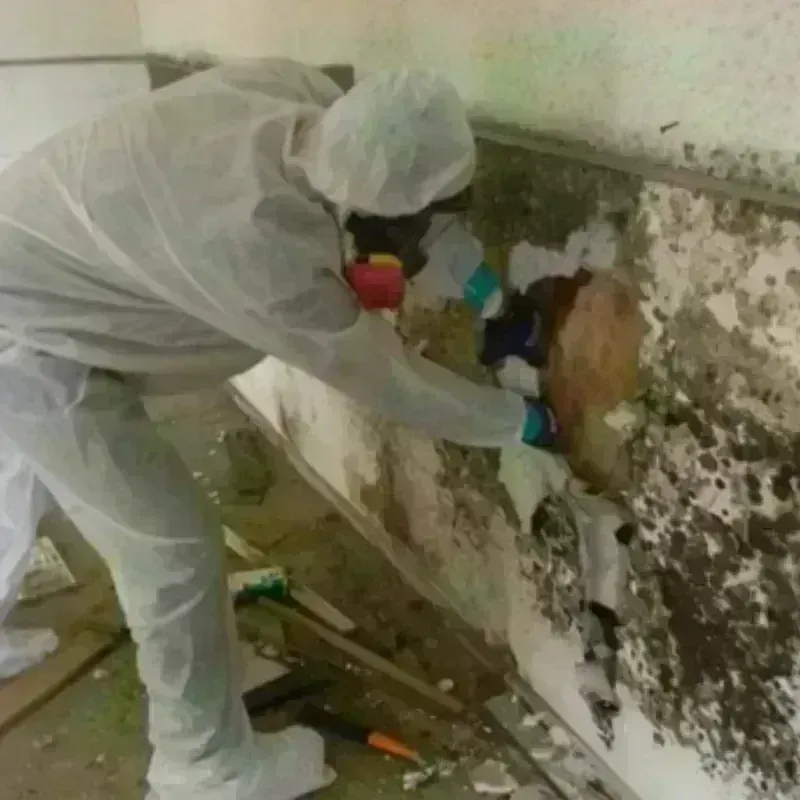 Mold Remediation and Removal in Rosewood Heights, IL